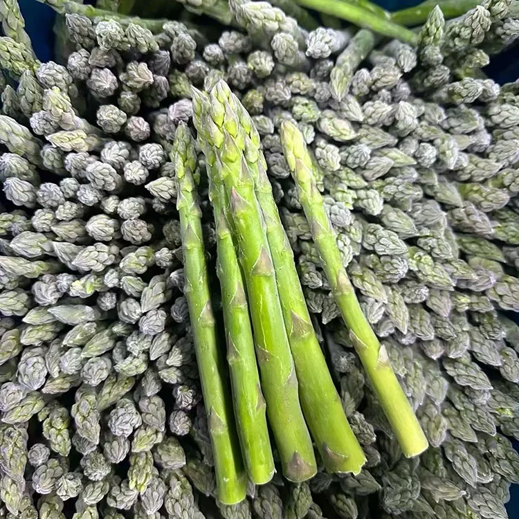 Asparagus jeshil i ngrirë i zgjedhur për shërbime të qëndrueshme ushqimore dhe furnizim me përbërës