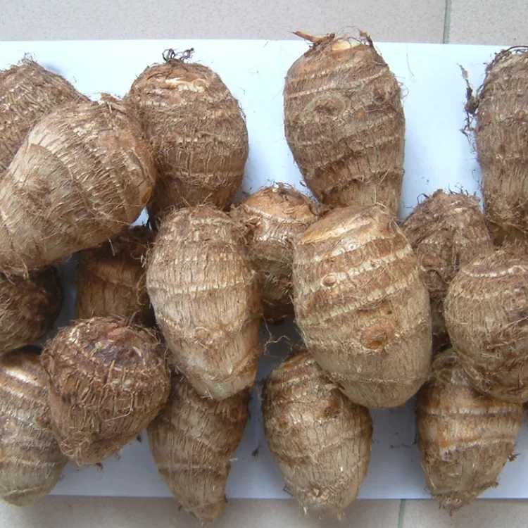Taro i freskët në terren