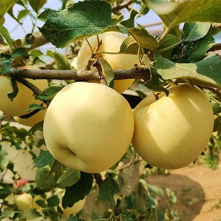 Mollë të freskëta të shijshme të arta