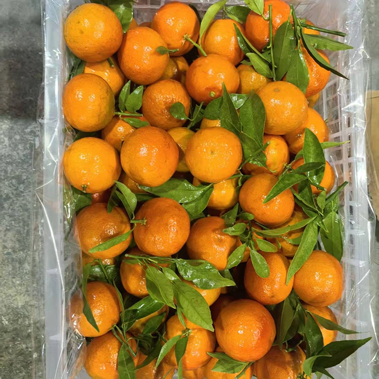 Mandarina e freskët Mashui