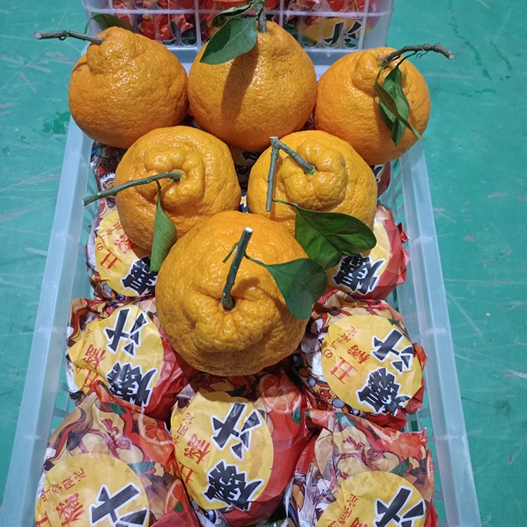 Mandarina e freskët Shiranui