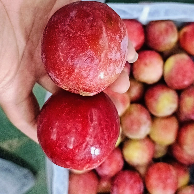 Kumbulla e freskët e ëmbël e kuqe Meiyi