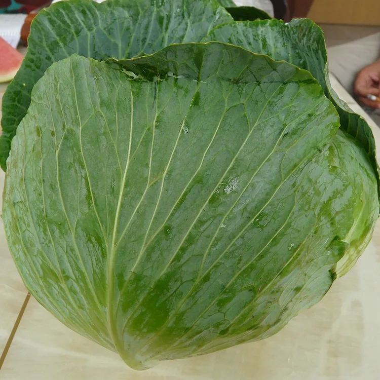 Crisp Fresh Cabbage