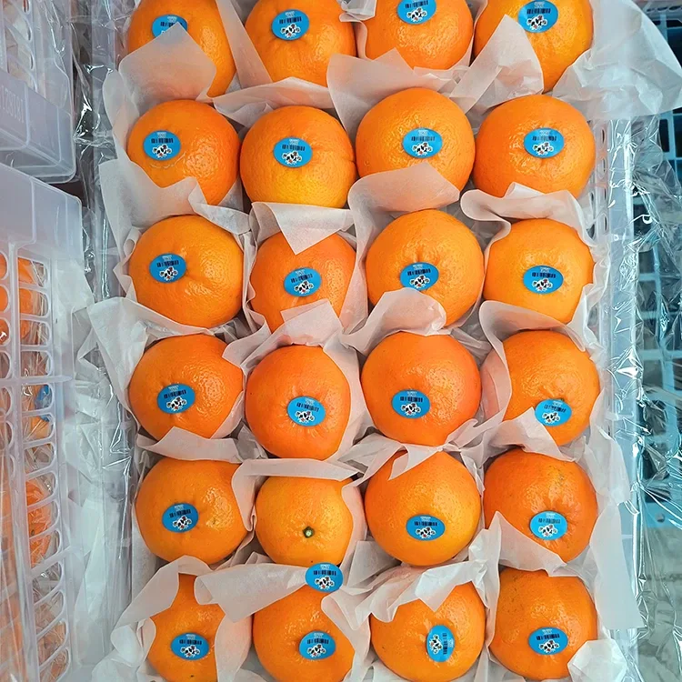 Mandarina Premium Fresh Sweet Wogan