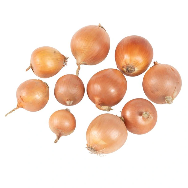 Qepë të verdha premium të freskëta