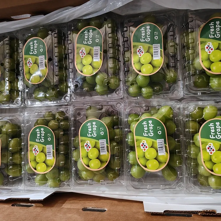 Rrushi i zgjedhur i Fresh Shine Muscat
